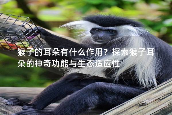 猴子的耳朵有什么作用？探索猴子耳朵的神奇功能與生態(tài)適應(yīng)性